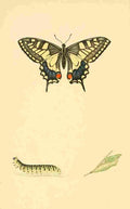 British Butterflies 1853 Swallowtail A4 Photo Print