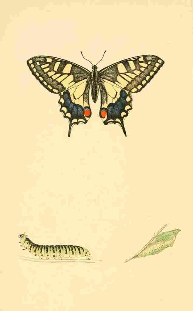 British Butterflies 1853 Swallowtail A4 Photo Print