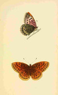 British Butterflies 1853 Venus Fritillary A4 Photo Print