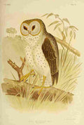 Broinowski GJ 1837 1913 Birds of Australia 1890 Delicate Owl A4 Photo Print