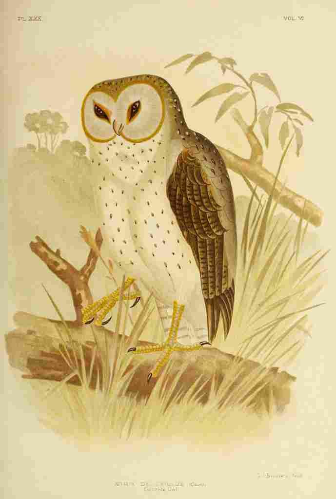 Broinowski GJ 1837 1913 Birds of Australia 1890 Delicate Owl A4 Photo Print