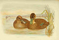 Broinowski GJ 1837 1913 Birds of Australia 1890 Ducks A4 Photo Print