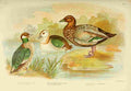 Broinowski GJ 1837 1913 Birds of Australia 1890 Geese A4 Photo Print