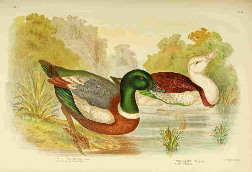 Broinowski GJ 1837 1913 Birds of Australia 1890 Sheldrake A4 Photo Print