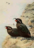 Brooks Alaskan Bird Life 1914 Crested Auklet A4 Photo Print