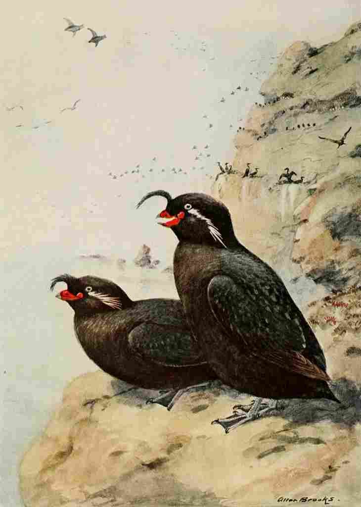 Brooks Alaskan Bird Life 1914 Crested Auklet A4 Photo Print
