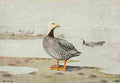 Brooks Alaskan Bird Life 1914 Emperor Goose A4 Photo Print