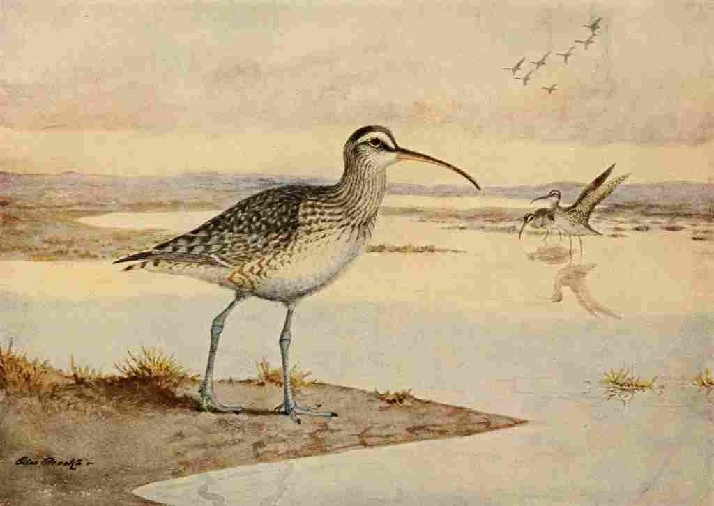 Brooks Alaskan Bird Life 1914 Hudsonian Curlew A4 Photo Print