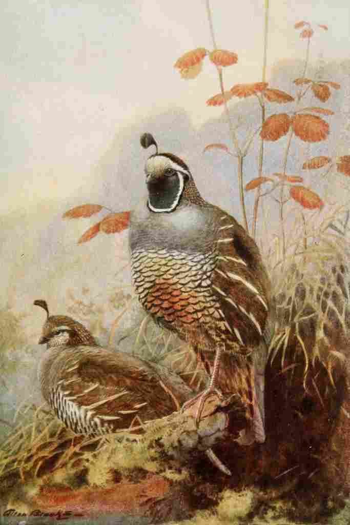 Brooks Bird Lore 1922 California Partridge A4 Photo Print