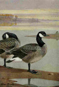 Brooks Bird Lore 1922 Canada Goose A4 Photo Print