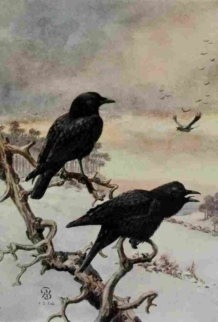 Brooks Bird Lore 1922 Crow A4 Photo Print