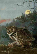 Brooks Bird Lore 1922 Great Horned Owl A4 Photo Print
