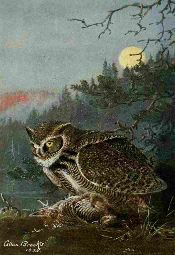 Brooks Bird Lore 1922 Great Horned Owl A4 Photo Print