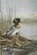 Brooks Bird Lore 1922 Green winged Teal A4 Photo Print
