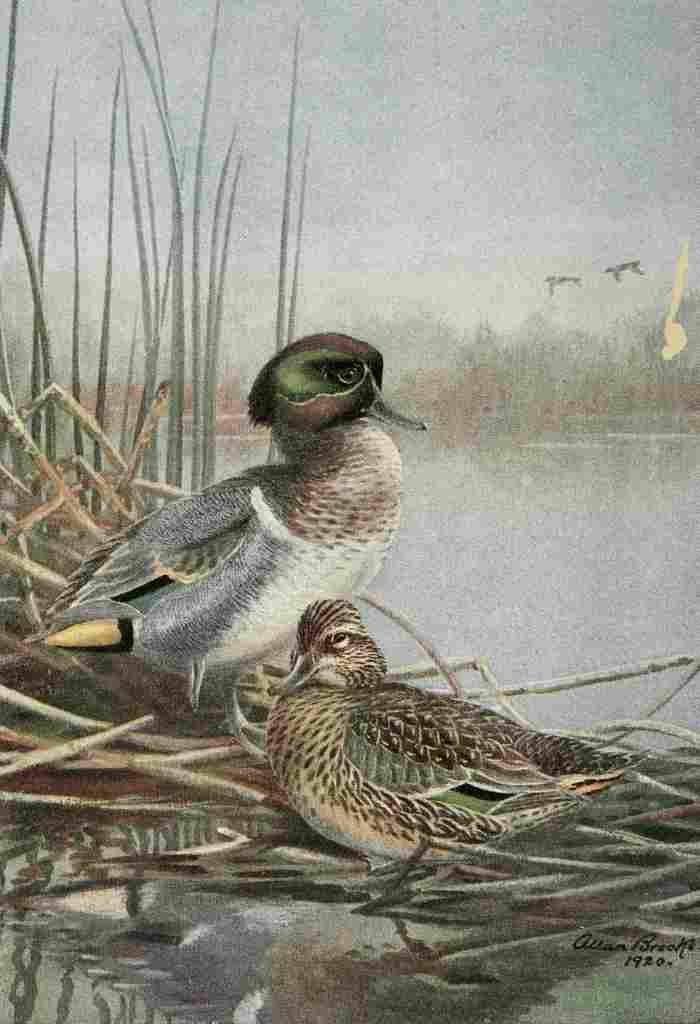 Brooks Bird Lore 1922 Green winged Teal A4 Photo Print