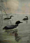 Brooks Bird Lore 1922 Loon A4 Photo Print