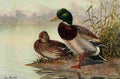 Brooks Bird Lore 1922 Mallard A4 Photo Print