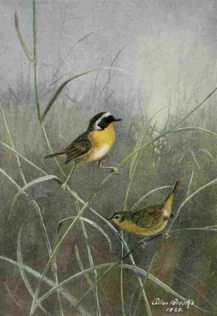 Brooks Bird Lore 1922 Maryland Yellow throat A4 Photo Print