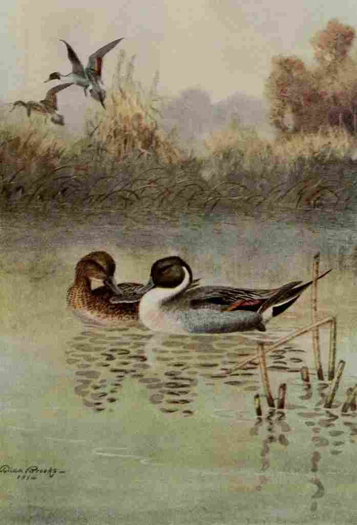 Brooks Bird Lore 1922 Pintail A4 Photo Print