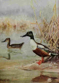 Brooks Bird Lore 1922 Shoveller A4 Photo Print