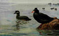 Brooks Bird Lore 1922 Surf Scoter A4 Photo Print