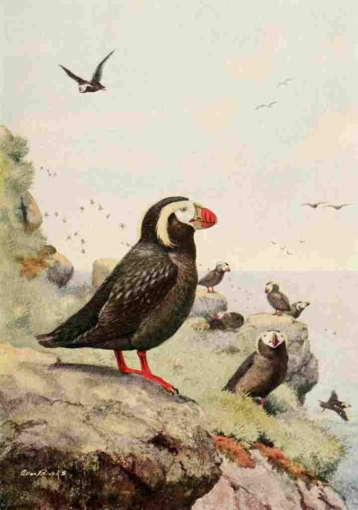 Brooks Bird Lore 1922 Tufted Puffin A4 Photo Print