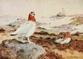 Brooks Bird Lore 1922 Willow Ptarmigan A4 Photo Print