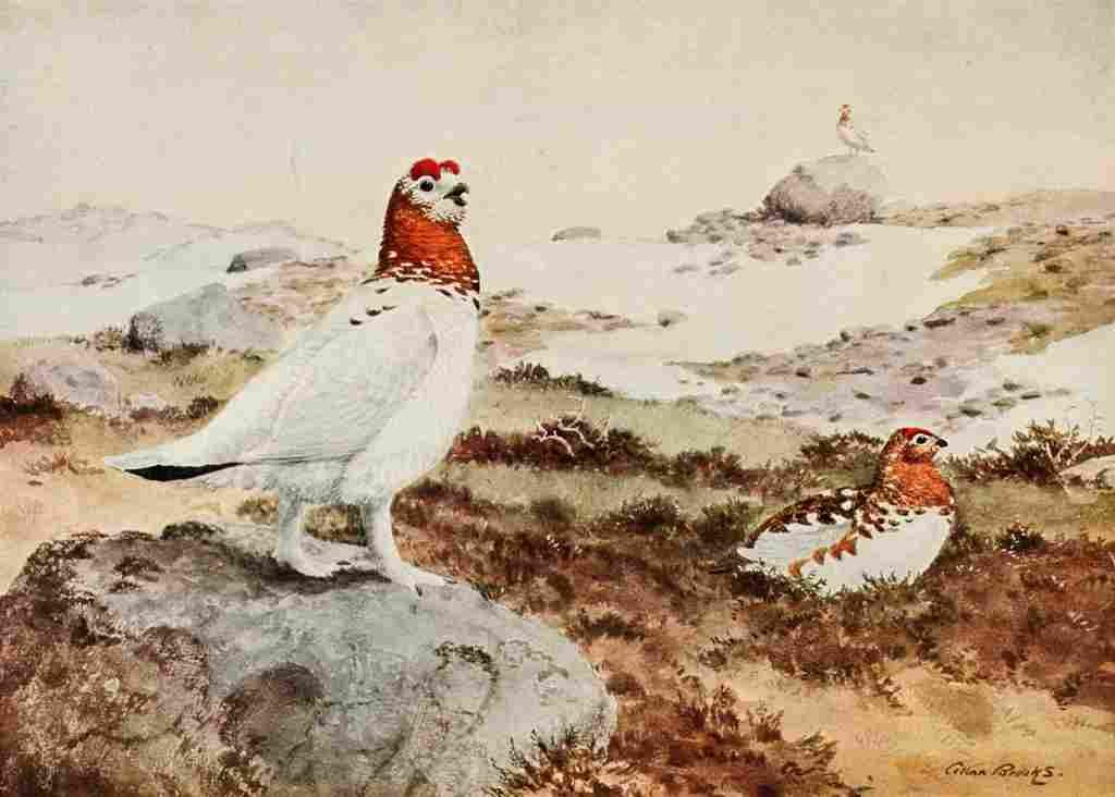 Brooks Bird Lore 1922 Willow Ptarmigan A4 Photo Print