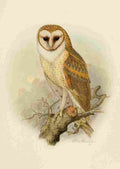 Brooks Birds of California 1923 American Barn Owl A4 Photo Print