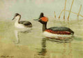 Brooks Birds of California 1923 American Eared Grebe A4 Photo Print