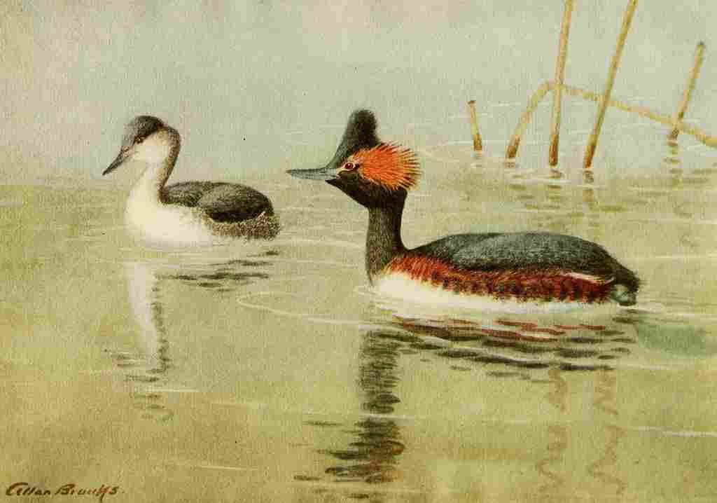 Brooks Birds of California 1923 American Eared Grebe A4 Photo Print
