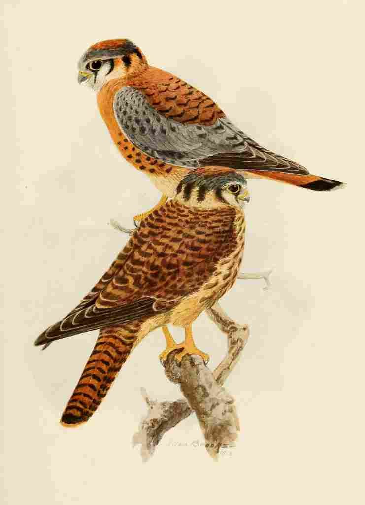Brooks Birds of California 1923 American Kestrel A4 Photo Print