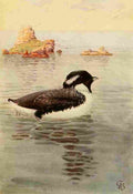 Brooks Birds of California 1923 Ancient Murrelet A4 Photo Print