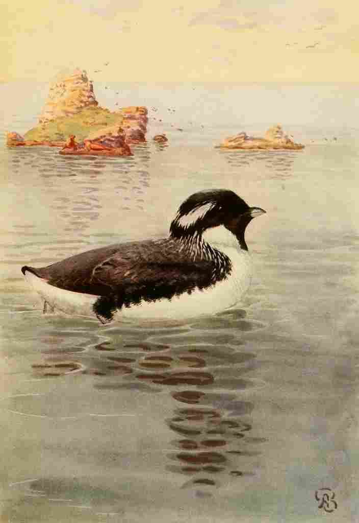 Brooks Birds of California 1923 Ancient Murrelet A4 Photo Print