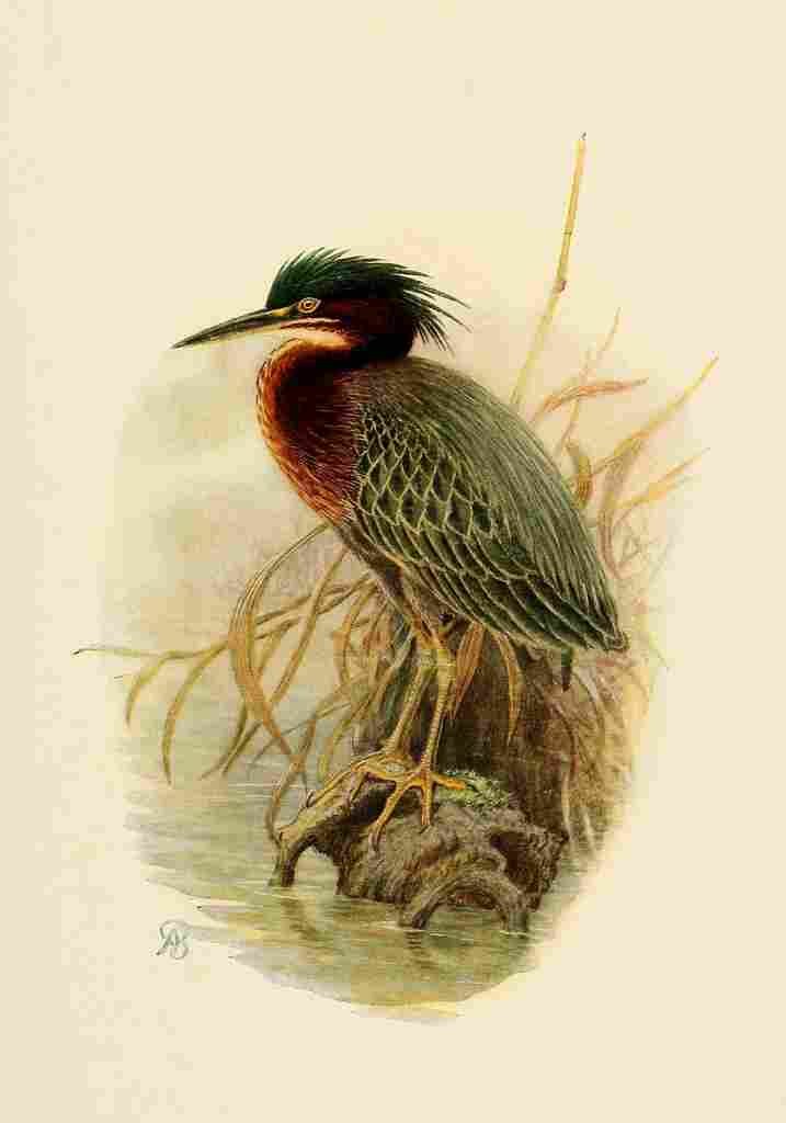 Brooks Birds of California 1923 Anthony Great Heron A4 Photo Print