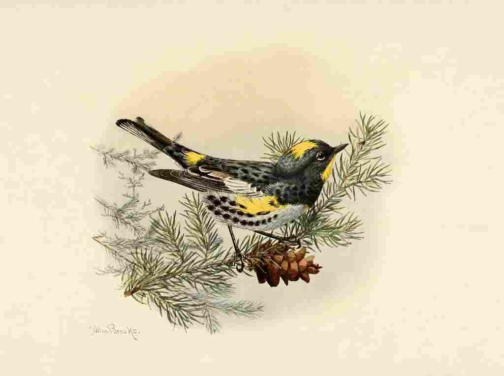 Brooks Birds of California 1923 Audubons Warbler A4 Photo Print
