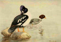 Brooks Birds of California 1923 Barrows Golden eye A4 Photo Print