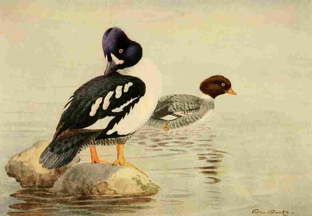 Brooks Birds of California 1923 Barrows Golden eye A4 Photo Print