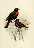 Brooks Birds of California 1923 Bicolored Redwing A4 Photo Print