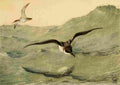 Brooks Birds of California 1923 Black vented Shearwater A4 Photo Print