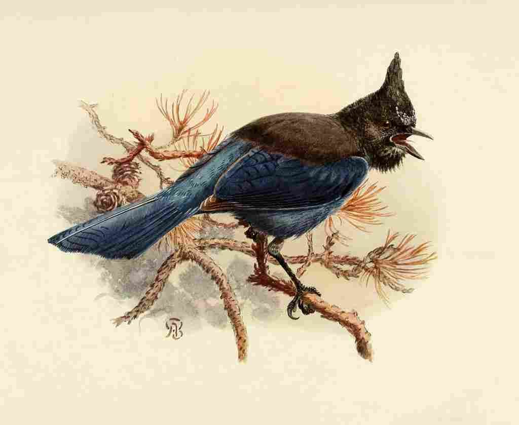 Brooks Birds of California 1923 Blue fronted Jay A4 Photo Print