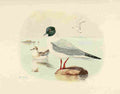 Brooks Birds of California 1923 Bonapartes Gull A4 Photo Print