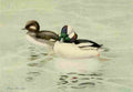 Brooks Birds of California 1923 Bufflehead A4 Photo Print