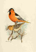 Brooks Birds of California 1923 Bullocks Oriole A4 Photo Print