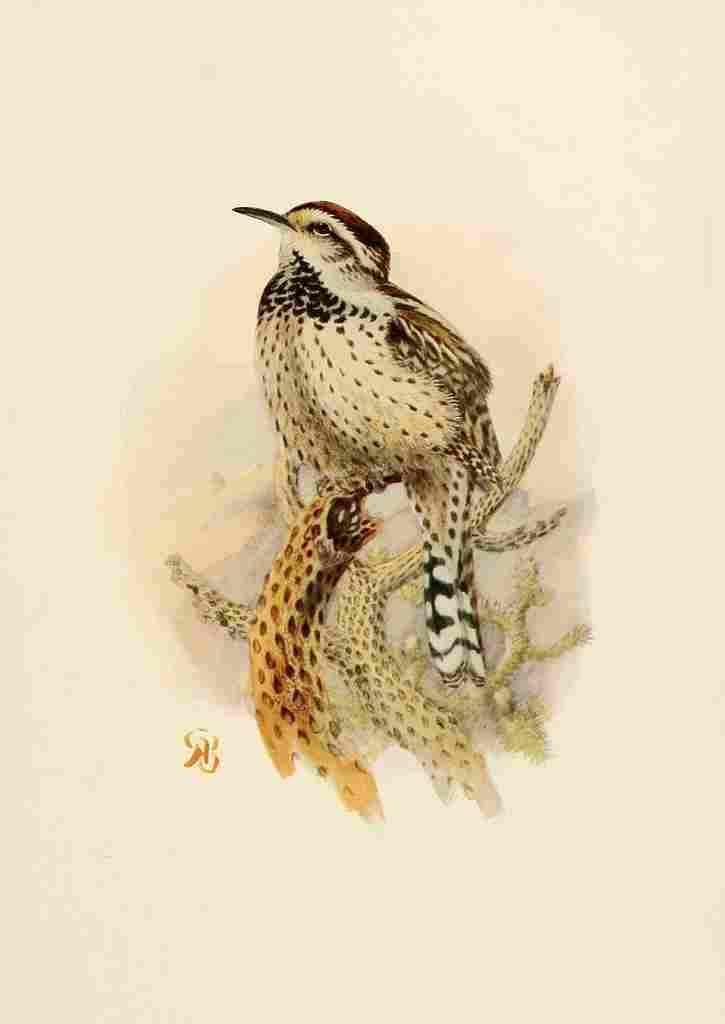 Brooks Birds of California 1923 Cactus Wren A4 Photo Print