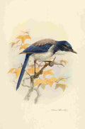 Brooks Birds of California 1923 California Jay A4 Photo Print