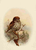 Brooks Birds of California 1923 California Pygmy Owl A4 Photo Print