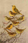 Brooks Birds of California 1923 California Warblers A4 Photo Print