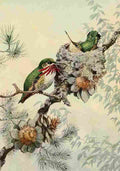 Brooks Birds of California 1923 Calliope Hummer A4 Photo Print