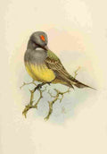 Brooks Birds of California 1923 Cassins Kingbird A4 Photo Print